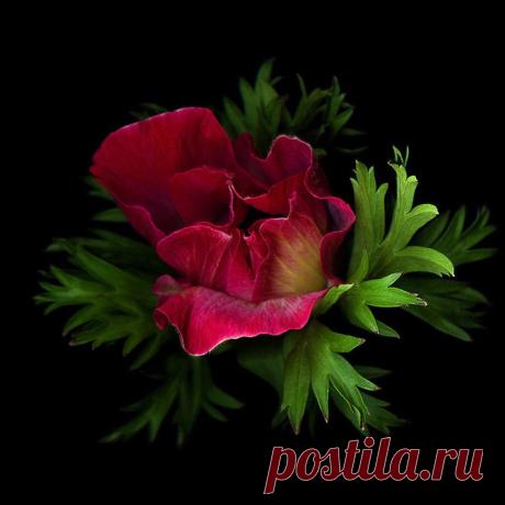 Чарующие цветы от фотографа Магды Индиго