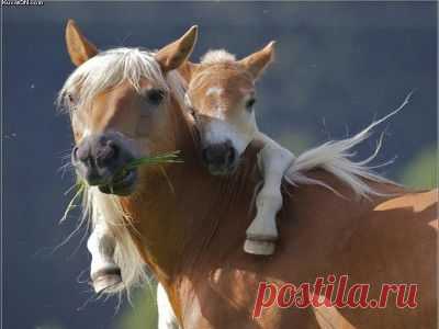 Удивительное рядом