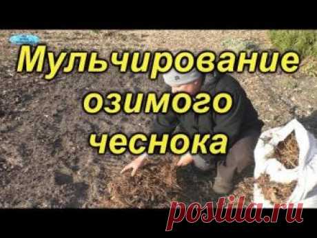 Обязательно замульчируйте чеснок на зиму!