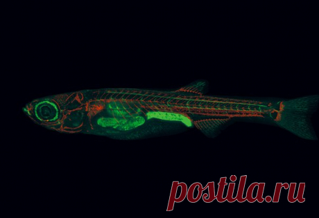 «Эти маленькие полосатики помогут совершить множество медицинских открытий». Хотя данио-рерио – лишь крошечные рыбки, у них много общего с людьми.