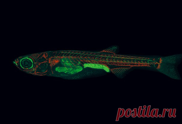 «Эти маленькие полосатики помогут совершить множество медицинских открытий». Хотя данио-рерио – лишь крошечные рыбки, у них много общего с людьми.