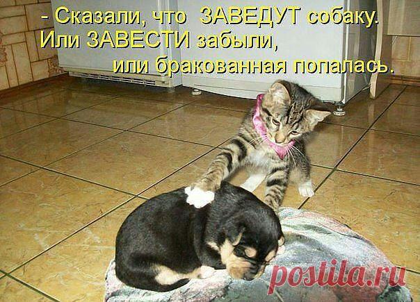 ((((Положительное Настроение))))
Петр Рубашкин