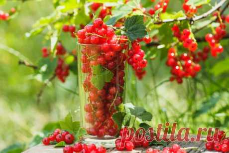 Типичные ошибки начинающих садоводов при выращивании смородины
Добрый день, мой читатель. Некоторые начинающие садоводы, на участке которых имеются смородиновые...
Читай пост далее на сайте. Жми ⏫ссылку выше