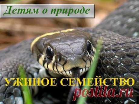 Сообщение про ужа. Почему пресмыкающиеся так называются? - YouTube