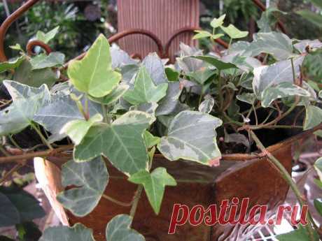 Плющ (Хедера): фото, советы и рекомендации по уходу | flori-da.ru