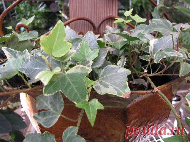 Плющ (Хедера): фото, советы и рекомендации по уходу | flori-da.ru