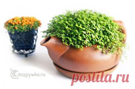 Цветы и растения в чайниках - HANDMADE-ИДЕИ