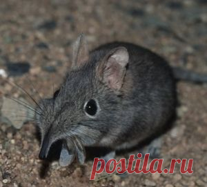 Кроты и землеройки народные средства борьбы - 33 полезных совета