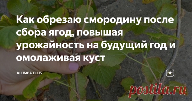 Как обрезаю смородину после сбора ягод, повышая урожайность на будущий год и омолаживая куст Обрезка чёрной смородины – это важный момент в поддержании высокой урожайности этой культуры. Основное количество цветочных почек закладывается на молодых приростах веток второго и третьего года. Старые ветки чёрной смородины малопродуктивны, на них новые побеги слишком слабые и короткие, такие ветки лучше вырезать. Куст смородины при обрезке следует регулировать по количеству вето...