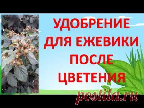Вот чем надо подкормить ежевику после цветения для  увеличения урожайности. Ежевика уход выращивание