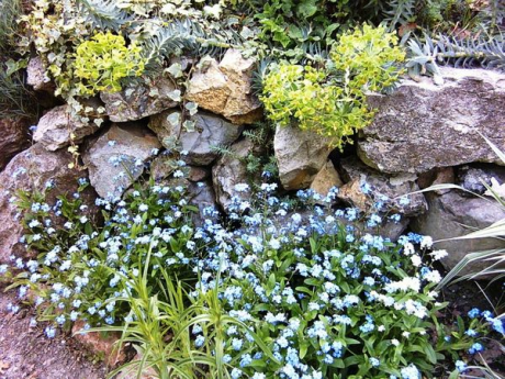 19 лучших растений для цветочной стенки