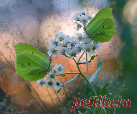 Лимонницы. Фотограф Сергій Мірошник