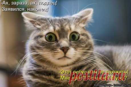 Котоматрица недели - ФОТО (03.06.2016)