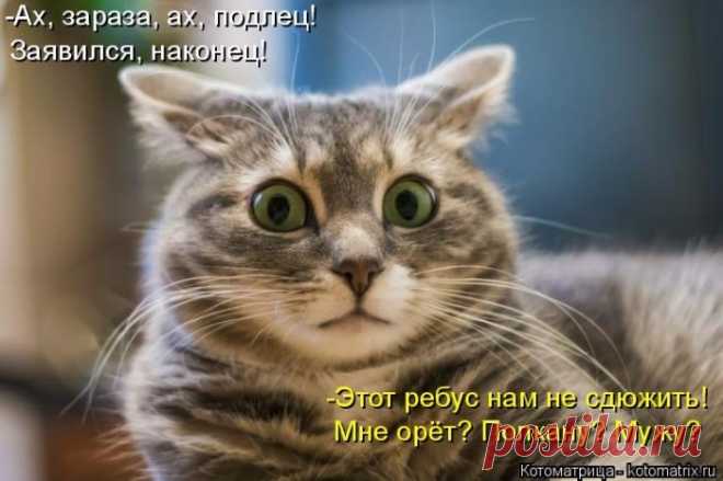 Котоматрица недели - ФОТО (03.06.2016)