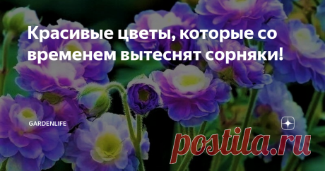 Красивые цветы, которые со временем вытеснят сорняки! Одно из самых больших разочарований всех садоводов – это непрерывная и зачастую неравная борьба с сорняками. Сколько их не выпалывай, они все равно отрастают.