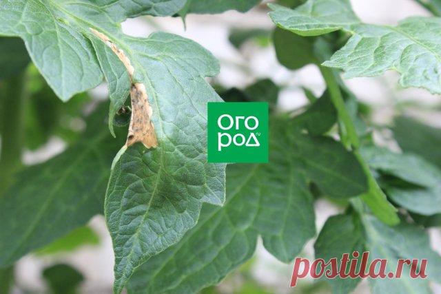 Главный технолог крупной овощной фабрики о том, как выращивать овощи на продажу | Личный опыт (Огород.ru)