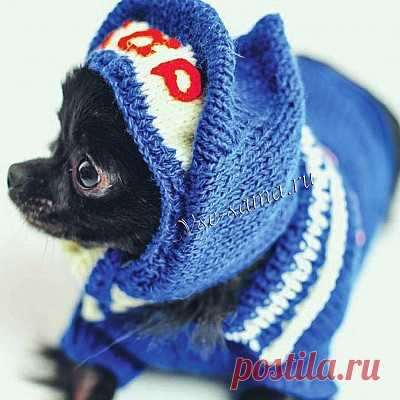 Комплект для собаки спицами: джемпер и шлем