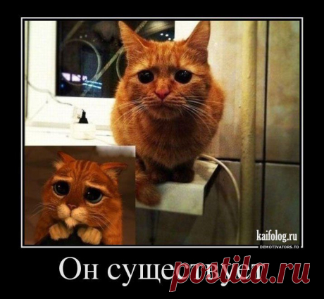 Смотрины | Обхохочешься