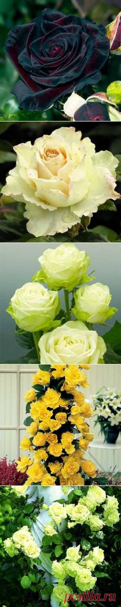 Розы купить, саженцы роз заказать по почте в Москве