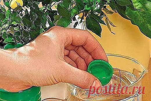 НАШАТЫРЬ НА ДАЧЕ
1. От муравьев на кухне. 100 мл нашатырного спирта смешать с 1 л воды и протереть раствором полы и всю мебель, обязательно хорошенько проветрить. Непрошеные гости и носа в ваше жилище больше не сунут.
2. От тли в саду. 2 ст. ложки нашатырного спирта развести в 1 ведре воды, добавить 1 ст. ложку стирального порошка или шампуня (чтобы раствор лучше прилипал к веткам) и обработать растения.
3. От луковой и морковной мухи. Эти вредители способны уничтожить вес...