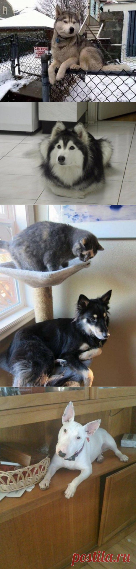 Смешные собаки, которые думают, что они кошки