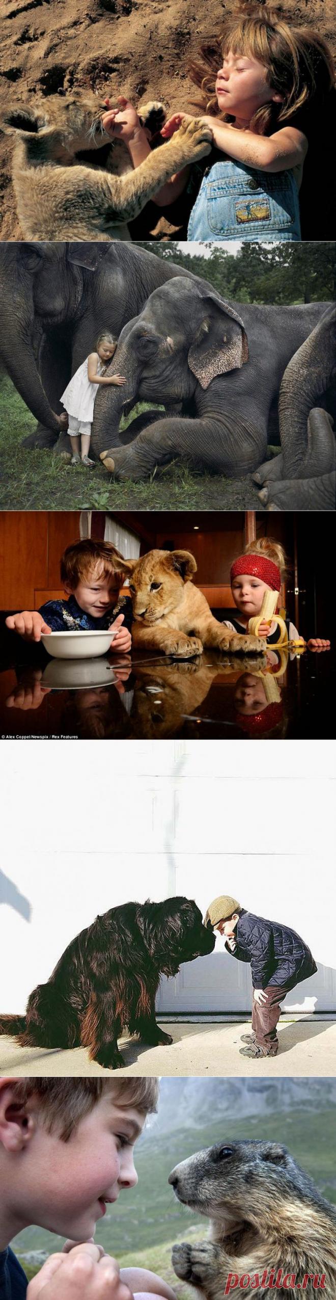 Трогательные истории общения детей и животных / Малютка