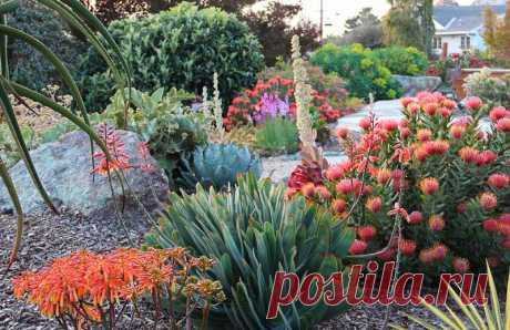 An Eye-Catching Mediterranean Garden with Agave, Aloe and Pincushion This drought resistant Mediterranean garden is low maintenance and requires little water to thrive. The plants consist of south US natives, succulents and drought-hardy plants from the Southern Hemisphere, laid out in broad drifts of striking colors and textures.