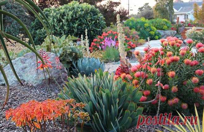An Eye-Catching Mediterranean Garden with Agave, Aloe and Pincushion This drought resistant Mediterranean garden is low maintenance and requires little water to thrive. The plants consist of south US natives, succulents and drought-hardy plants from the Southern Hemisphere, laid out in broad drifts of striking colors and textures.