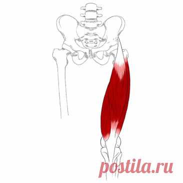 Четырехглавая мышца бедра. Самомассаж