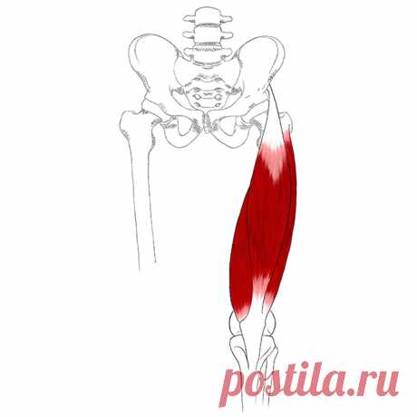 Четырехглавая мышца бедра. Самомассаж