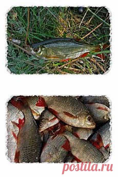 Как поймать красноперку? | SilverPike.ru
