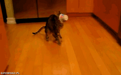 Кажется, кошки должны быть умными...