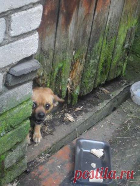 Найдена собака, маленькая, рыжая. На ней красные ремешки. прибилась к сараем на ул. Центральной. Она очень испугана и некого не потпускает 291663831вел и 295744590 мтс