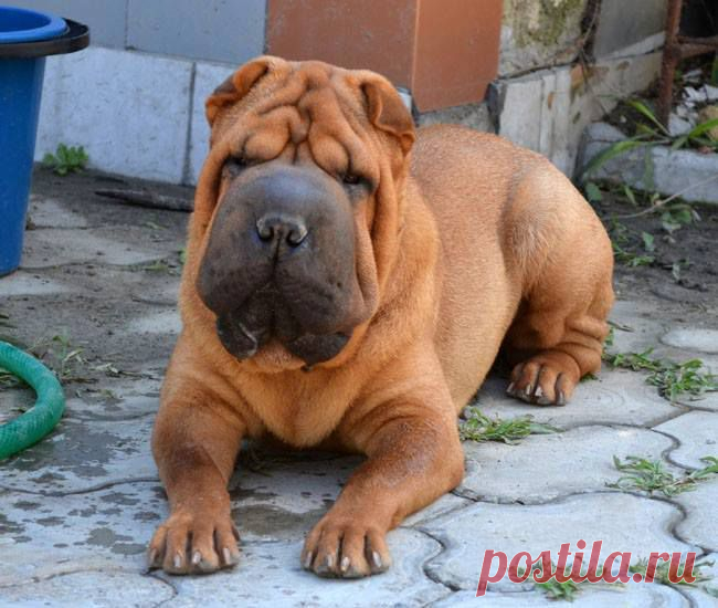 Татьяна Романова