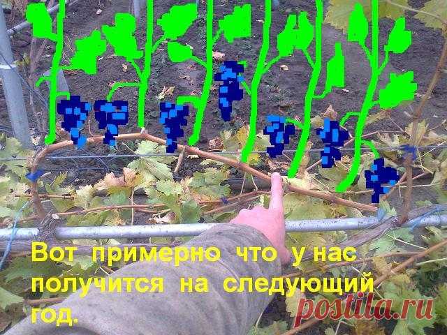 Обрезка винограда
