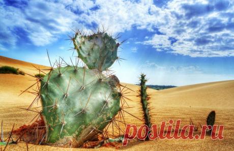 Фотографии пустыни и засухи