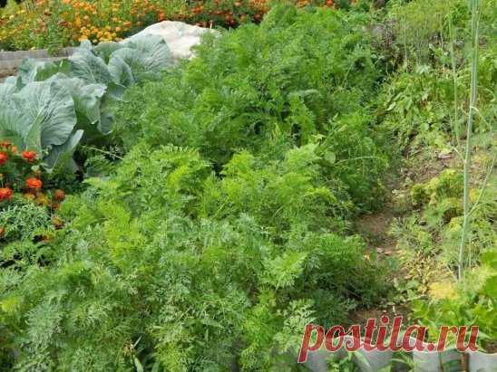 Луковая шелуха - клад для дачников
Мы порой проходим мимо старых и проверенных средств повышения урожая или борьбы с вредителями и болезнями.
Луковая шелуха — один из резервов повышения урожайности. Её отвар содержит полный набор таблицы Менделеева: кальций, калий, марганец, магний, железо, медь, селен, хром, бор, медь и т.д. Шелуха убивает патогенную микрофлору в почве, одновременно подкармливает растение микроэлементами. Действует на растения, как настойка женьшеня на человека. Отвар и насто