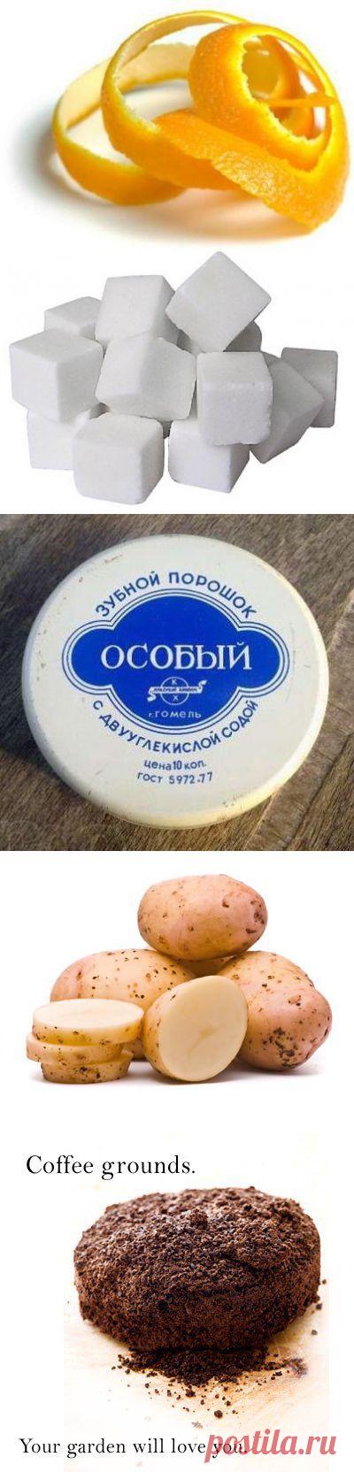 ПОЛЕЗНЫЕ СОВЕТЫ САДОВОДАМ | ДОМАШНИЙ ОЧАГ