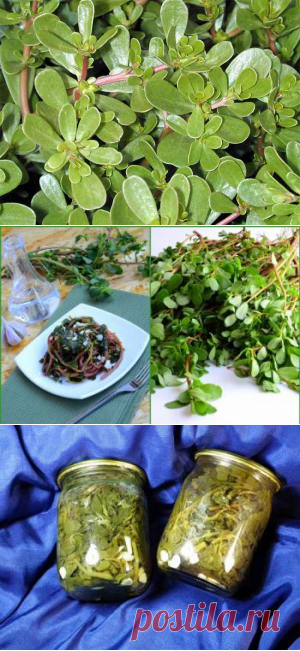 Маринованный портулак – свойства; польза и вред; рецепт как мариновать+