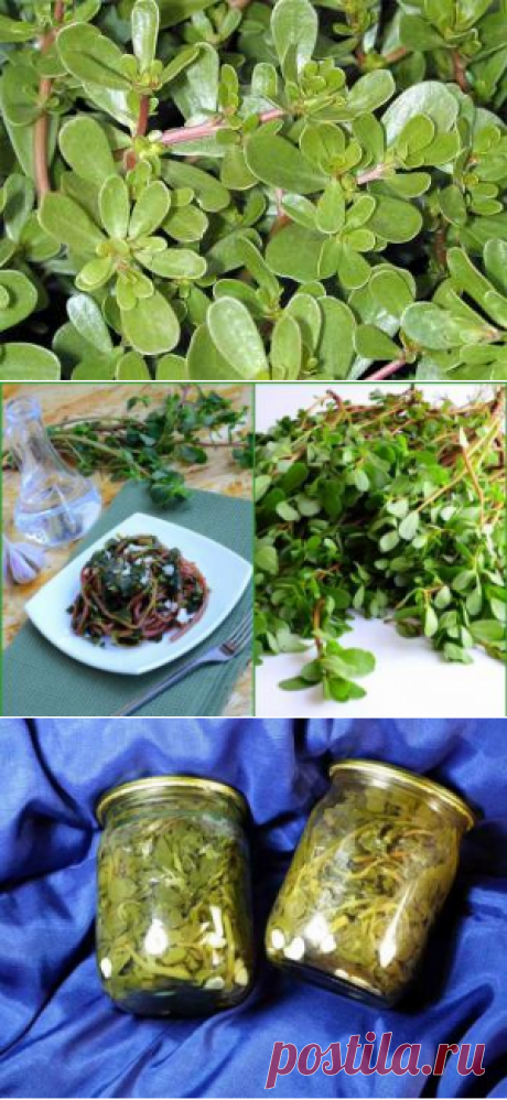Маринованный портулак – свойства; польза и вред; рецепт как мариновать+