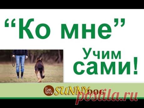 ко мне учим свою собаки самостоятельно план обучения по команде ко мне