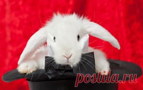 Как появились выражения «вешать лапшу на уши», «обвести вокруг пальца» и «морочить голову»? | Культура, искусство, история