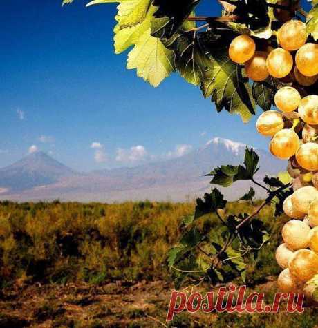 Երկիրը հո՛ն իր զաւակինն է այլեւս,
Անոր ճակտէն հոսող քրտինքը կ'երթայ
Մեծ հայրերուն մինչեւ կրծոսկրը թերեւս՝
Հաստատելու իր տանը հիմն անոր վրայ...

Ոչ ոք այնտեղ ա՛լ իրեն ծուռ կը նայի...
Աւերակներն անգամ ժպիտ մ' ունին արդ,
Երբ կը տեսնեն դէմը իրենց՝ ամայի
Գետնէն ելլող շինութեանց շարքը հպարտ...

Եւ հո՛ղը, հո՛ղն իր գերութիւնն ա՛լ թօթուած,
Իր ընդերքէն ոչ միայն ուժ՝ այլեւ խելք
Կը հայթաթէ Հայուն ի մէն մի հարուած...

Եւ շղթային՝ Արեւմուտքէն Արեւելք
Վերակապուող կեանքի ամուր շղթային՝