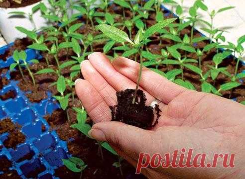 Когда сеять перец на рассаду: полезные советы