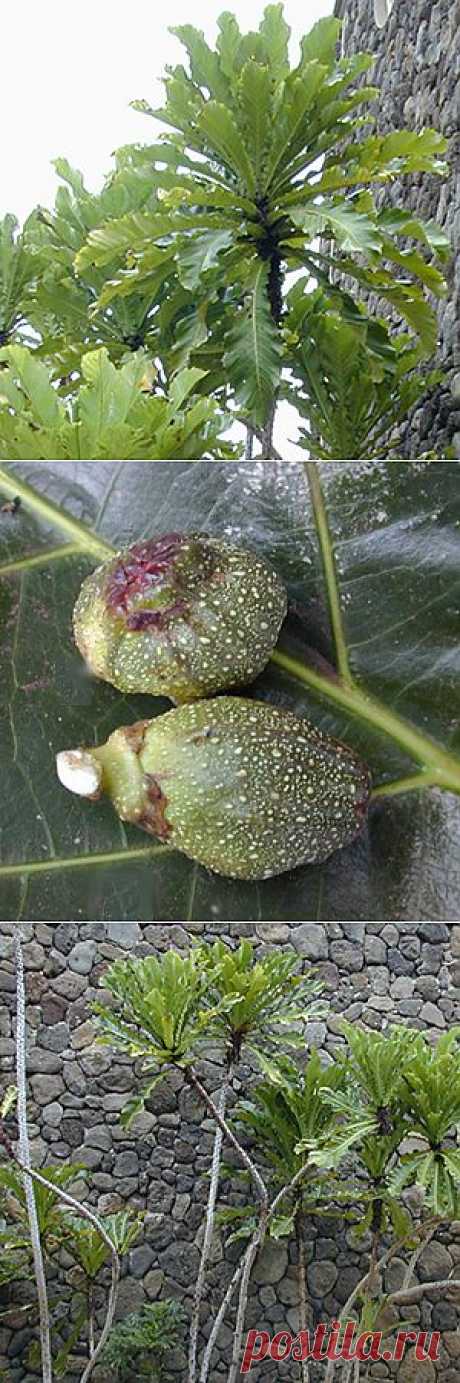 Фикус псевдопальма / Ficus pseudopalma