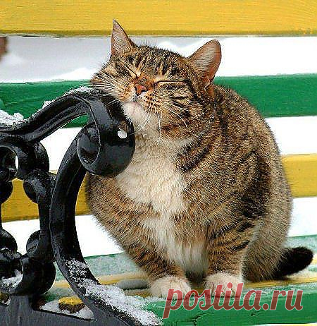 Наши любимые котики!|Приколисты | Звериный позитив ツ