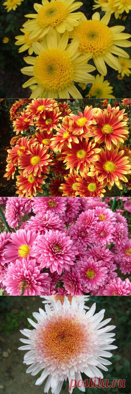 17 именных хризантем осеннего бала / Журнал садовода  Uleyskaya / 7dach.ru