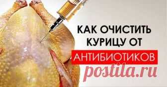 Эти три способа уберегут твою семью от вредоносных химикатов. Важно для каждой хозяйки. К сожалению, времена, когда курочки беззаботно бегали по огороду и питались зерном и зеленой травкой, закончились. Теперь мясо птицы попадает к нам с огромных птицефабрик, где кур и индюков пичкают комбикормами и гормонами. А если птицы болеют, то их, как и людей, лечат всевозможными антибиотиками, которые остаются в организме еще в течение 7–10 дней после применения.  Но так как узнать...