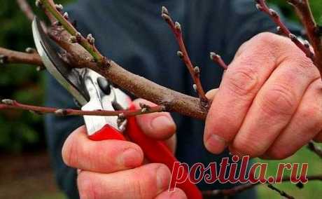 Весенняя обрезка молодых деревьев в своём саду. | Дача, сад, огород, рыбалка, рецепты, красота, здоровье