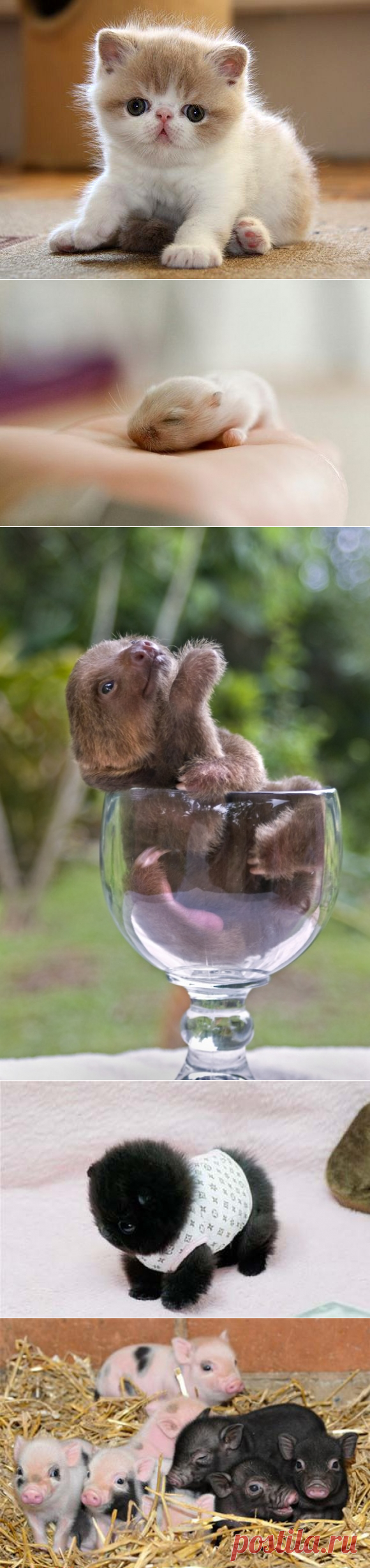 Малыши - зверятки. Очень трогательные фото